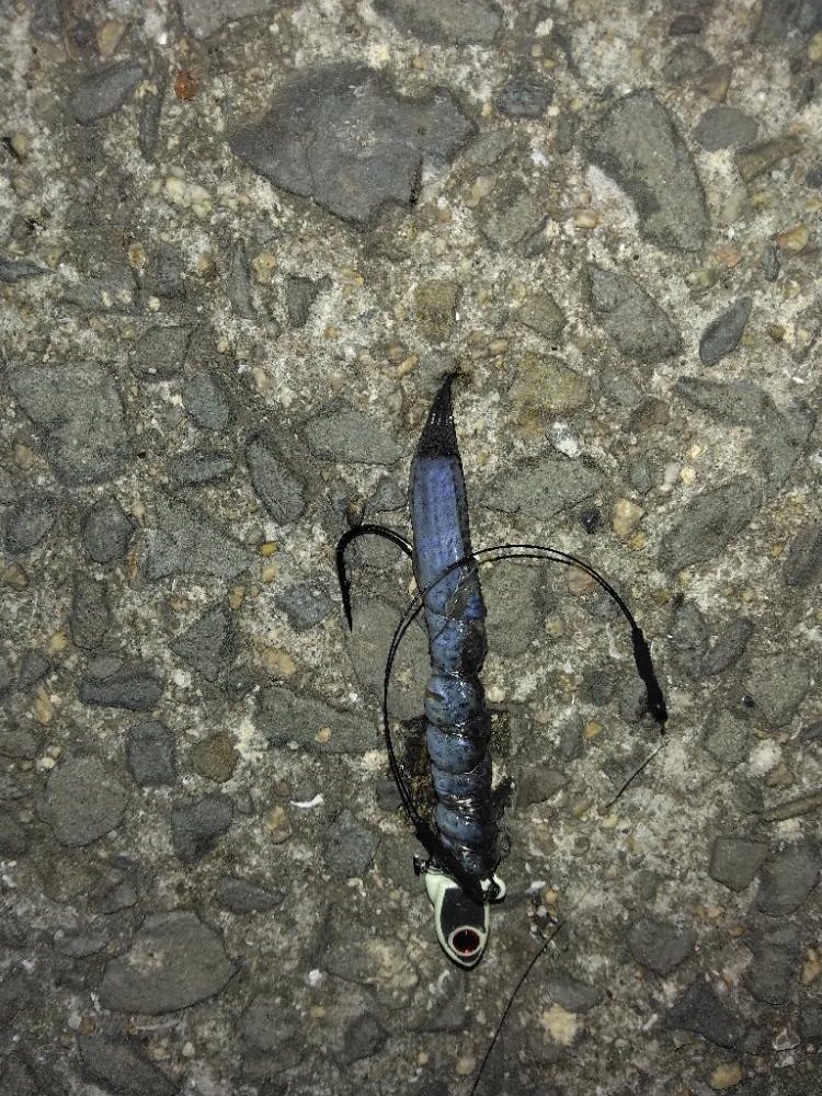 旅行帰りにお土産タチウオ