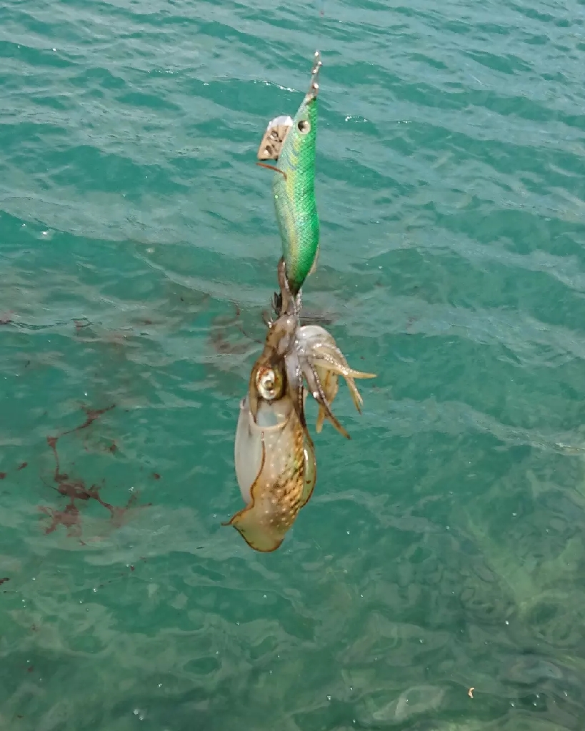 対馬エギング釣果