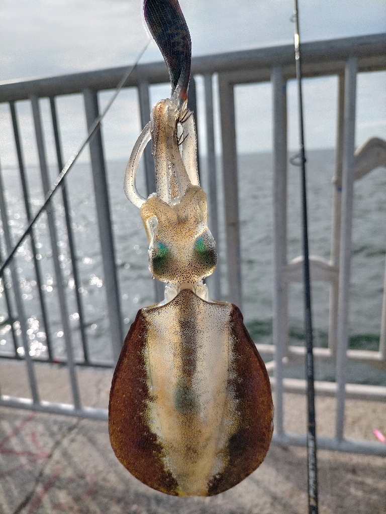 今日は6杯 良いサイズです