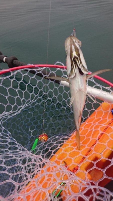 どうせタイラバ落とすなら…