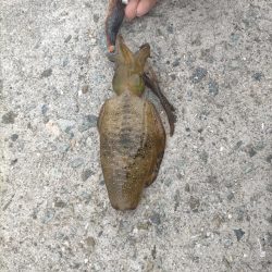 台風前にアオリ8杯