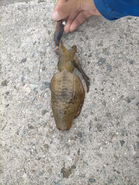 台風前にアオリ8杯