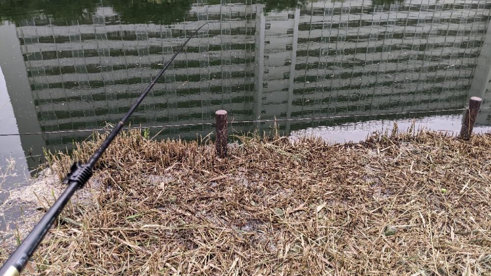 旧中川 ハゼ 台風15号前