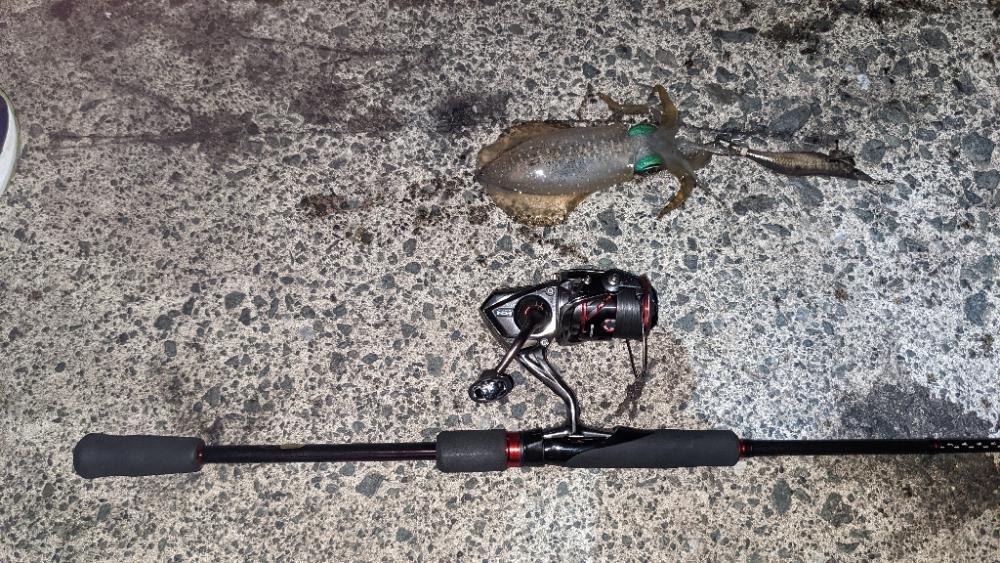 新子アオリイカ調査