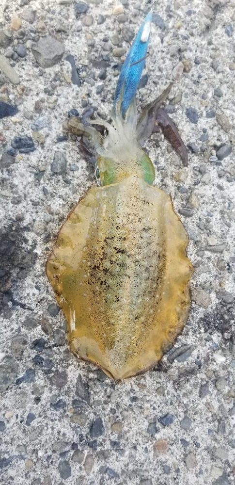 御坊でエギング