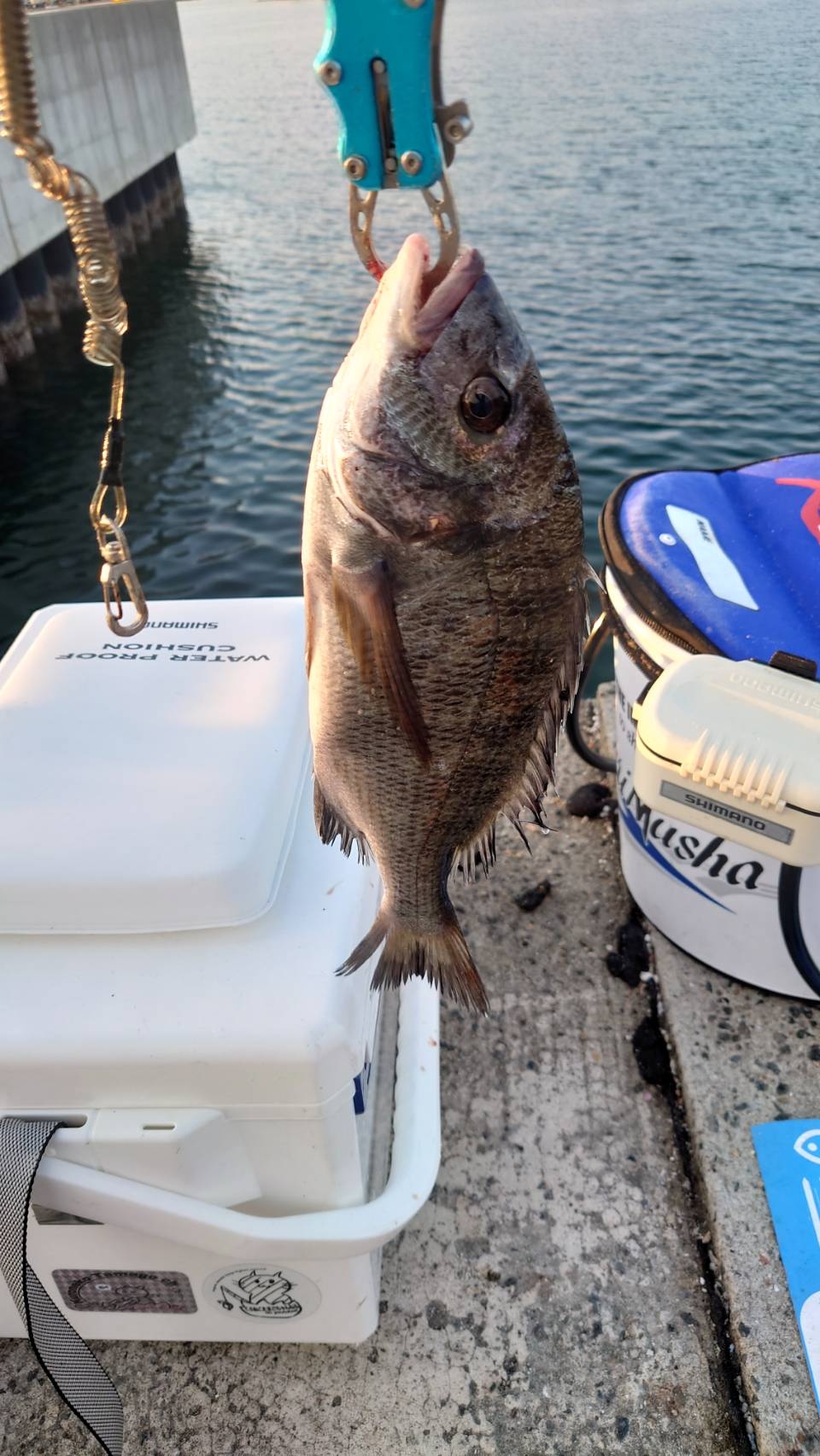 紀州釣りに挑戦しました🙋