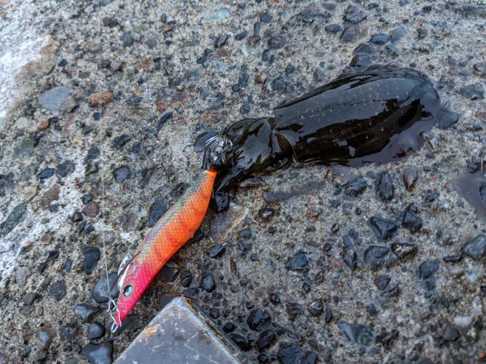 爆風エギング11杯