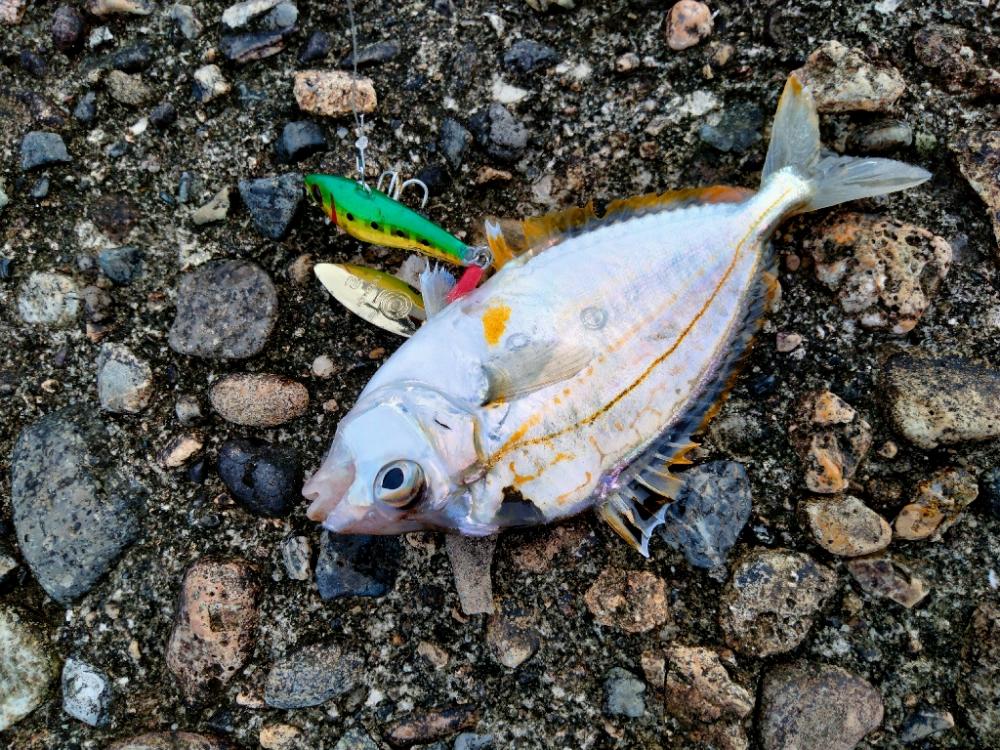 津居山エギング