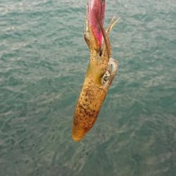 対馬エギング釣果