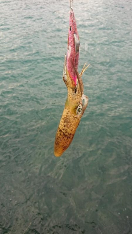 対馬エギング釣果