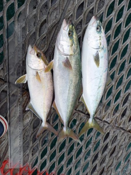 とっとパークで飲ませ釣り