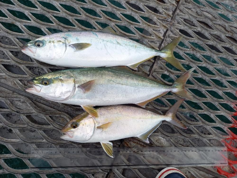 とっとパークで飲ませ釣り