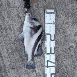 9/29釣果 コショウダイ　イシガキダイ