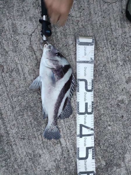 9/29釣果 コショウダイ　イシガキダイ