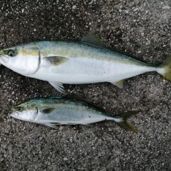 昼過ぎからブラっと。