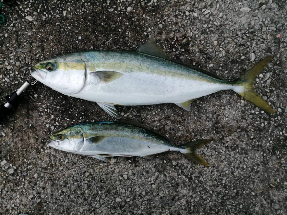 昼過ぎからブラっと。