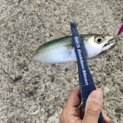 ショアジギング