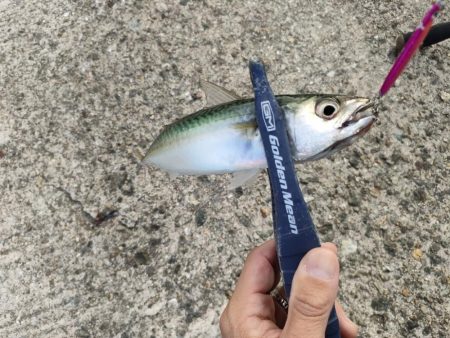 ショアジギング