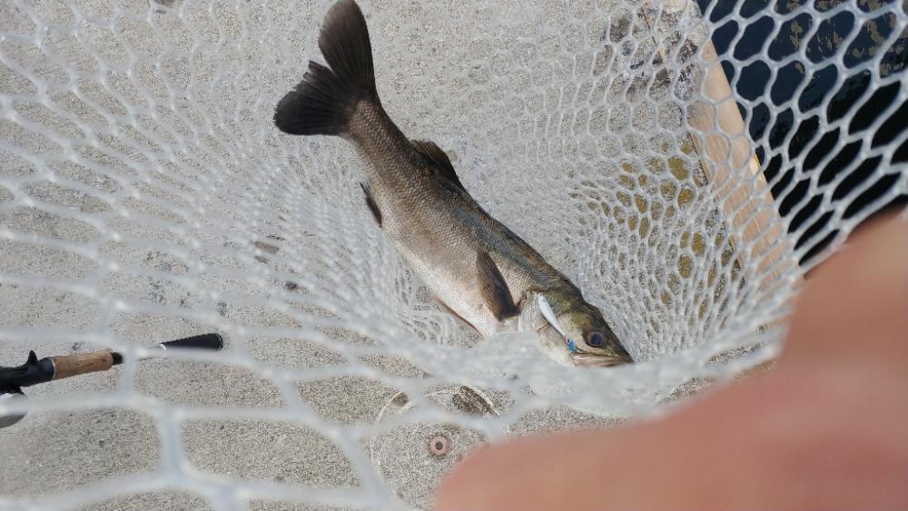 朝マズメ短時間釣行