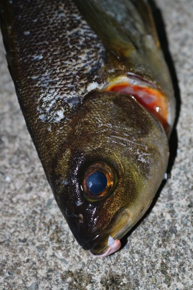 釣堀で小物釣り