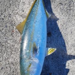 先日に続きショアジギ~