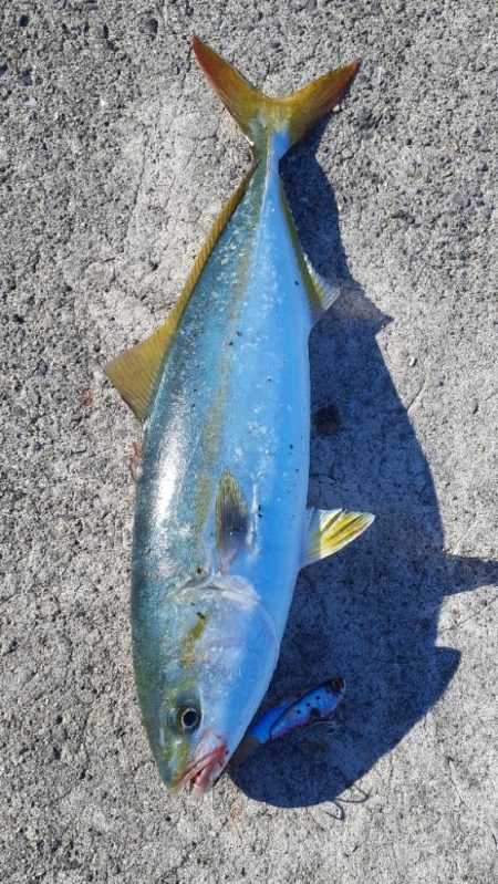 先日に続きショアジギ~