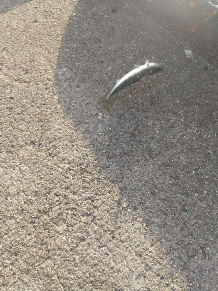 ファミリーフィッシング