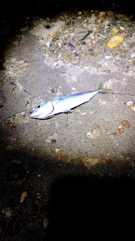 シーバスロッドでも。。。