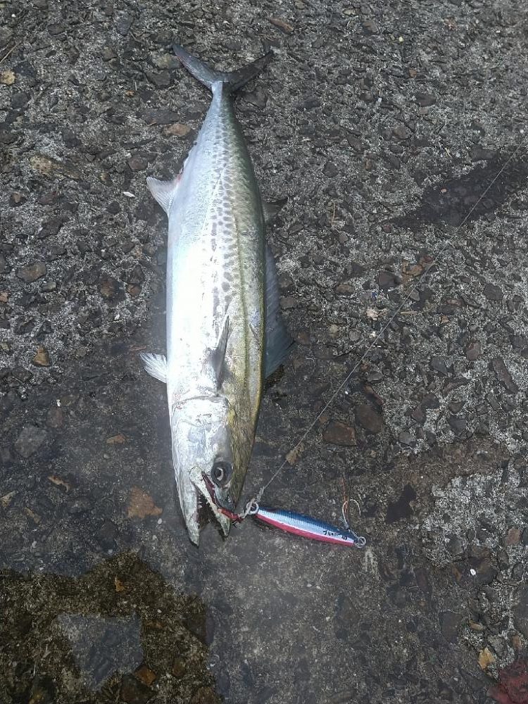 ショアジギングと呑ませ釣りで