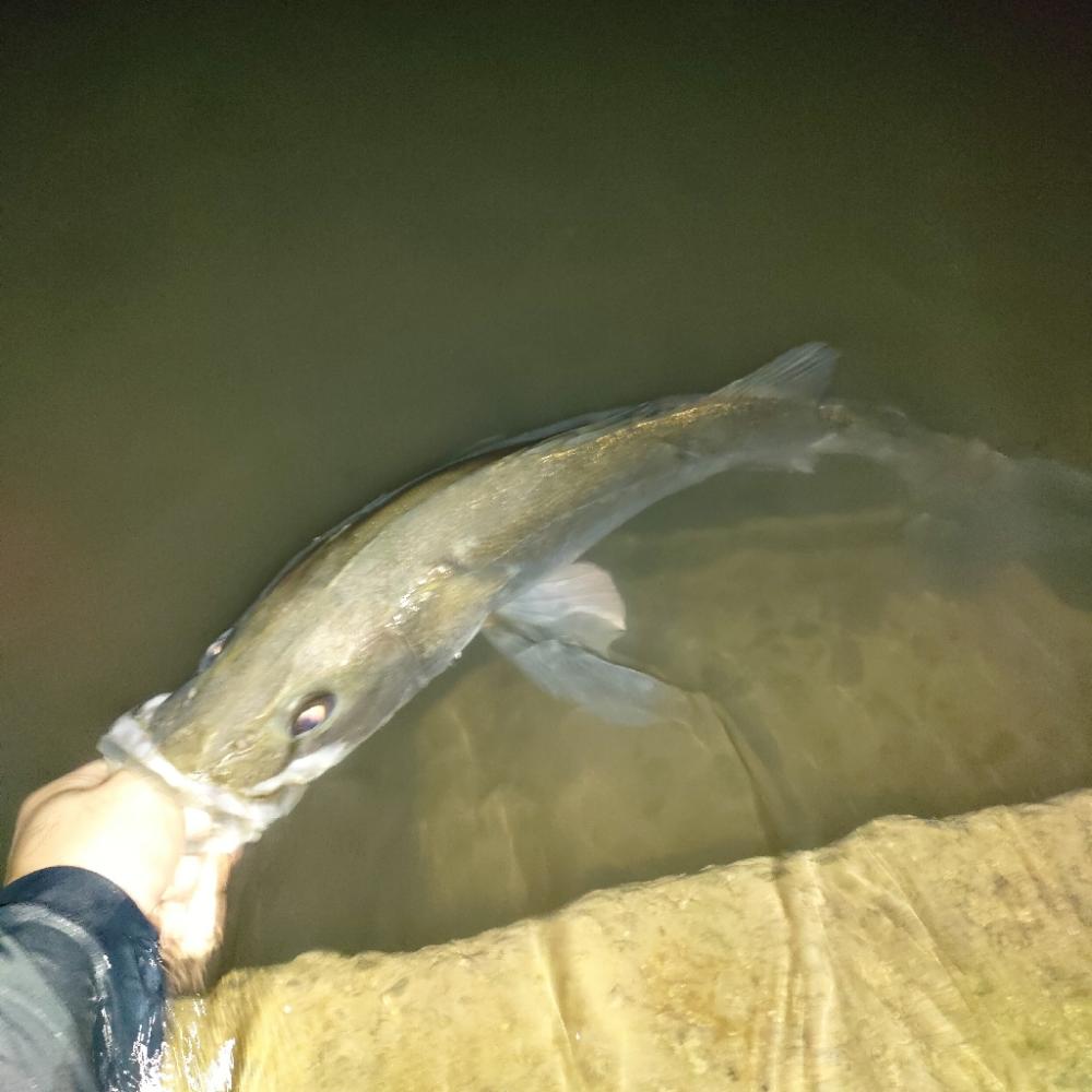 台風後の濁りで良い思い