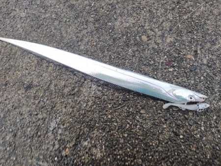 ツバス、太刀魚