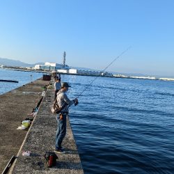 岸和田一文字で初メジロようやくゲット
