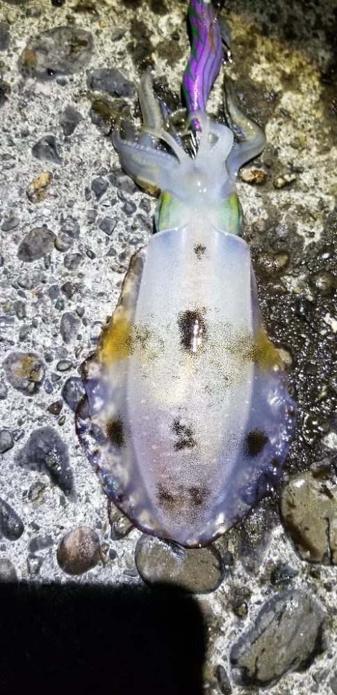 塩津 イカ絶好調