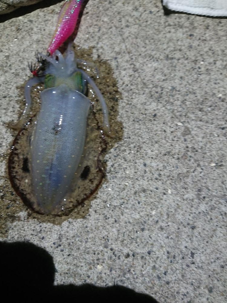 エギング縛り😁