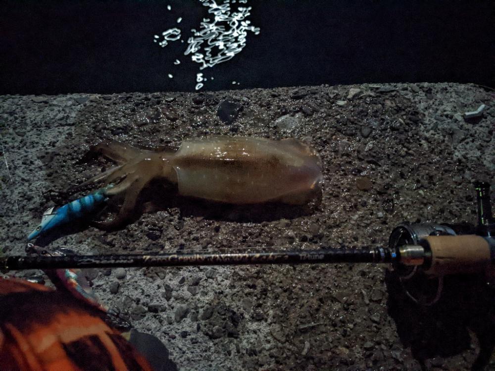 だんだん賢くなってきた