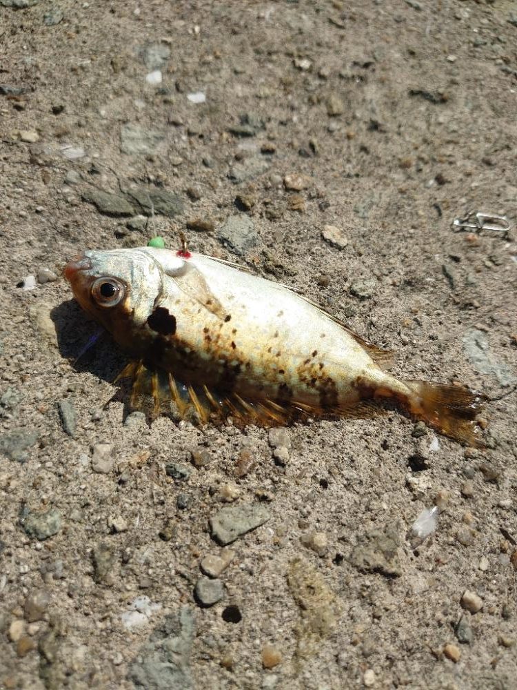 ショアジギとジグサビキす