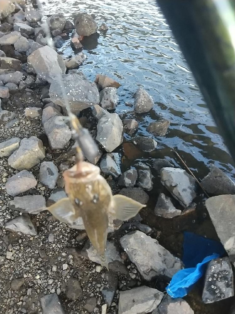 淀川ハゼ釣り大会