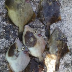 今年初カワハギ