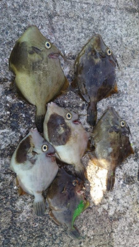 今年初カワハギ