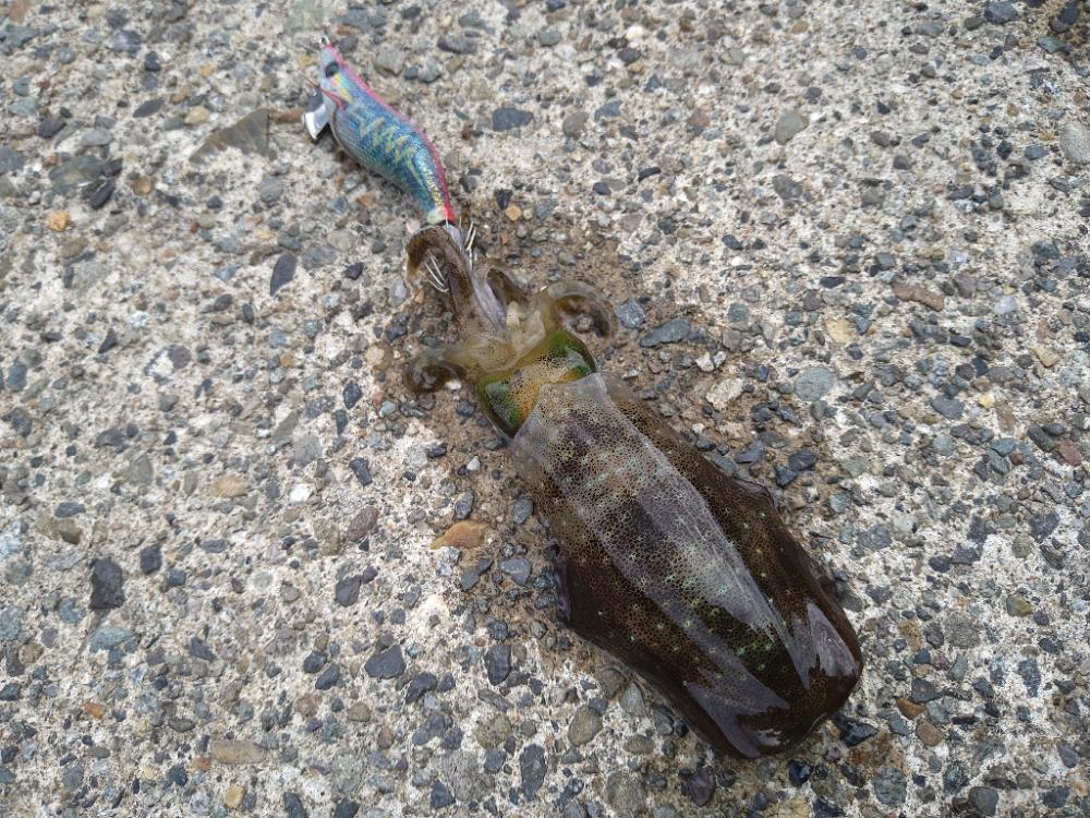 強風の風裏は無風です