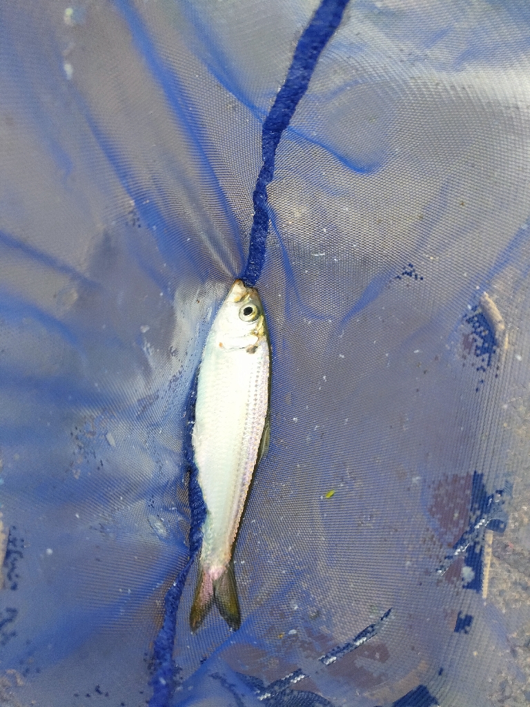 コスモスクエアにてノマセでラインブレイク!!!