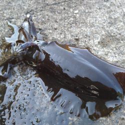 ウネリが少し残ってました