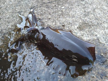 ウネリが少し残ってました