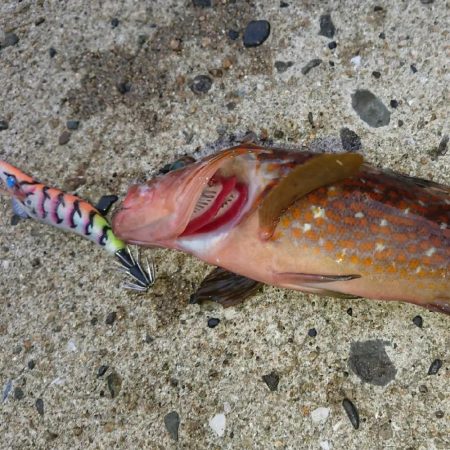 対馬エギング釣果