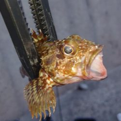 豆アジシーズン長い