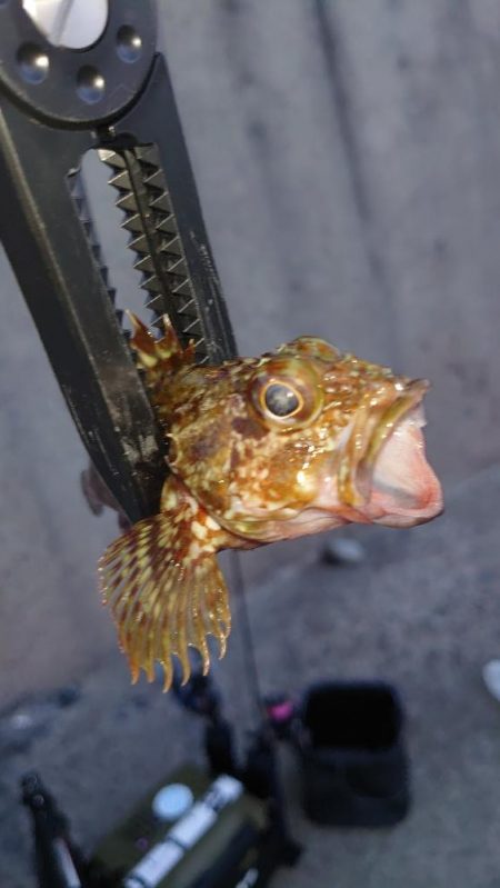 豆アジシーズン長い