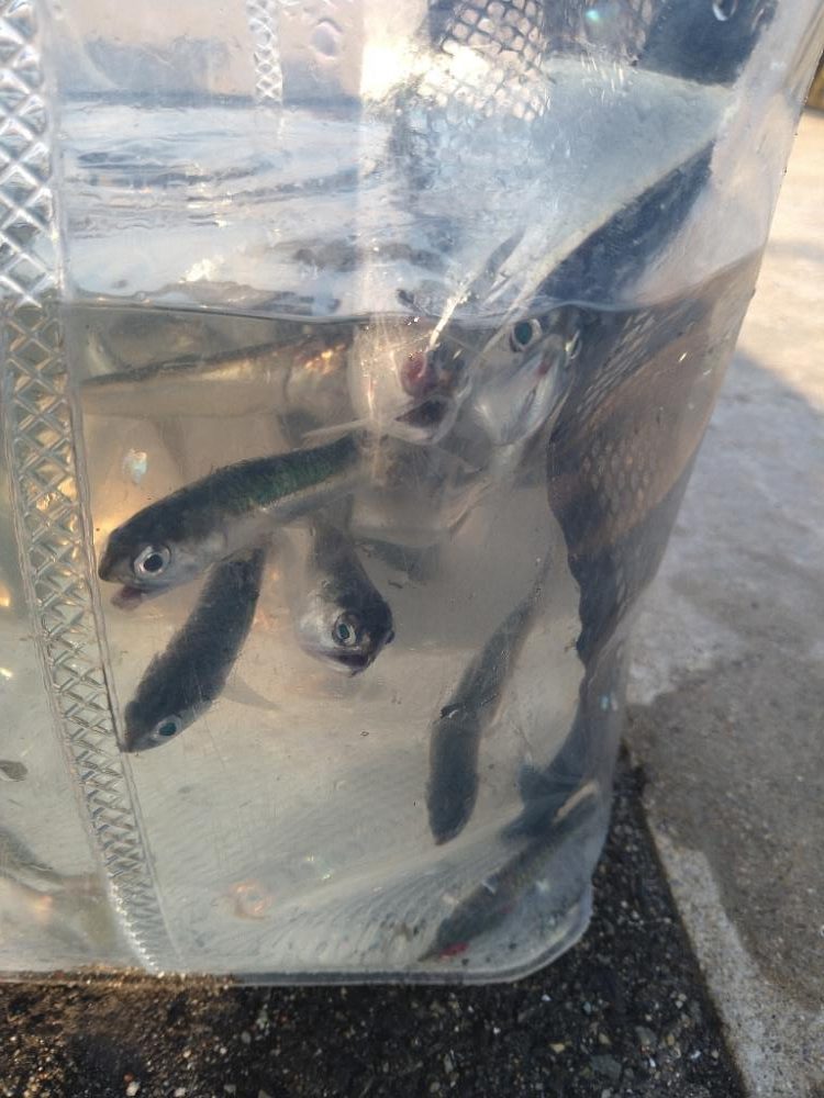 ファミリーフィッシング