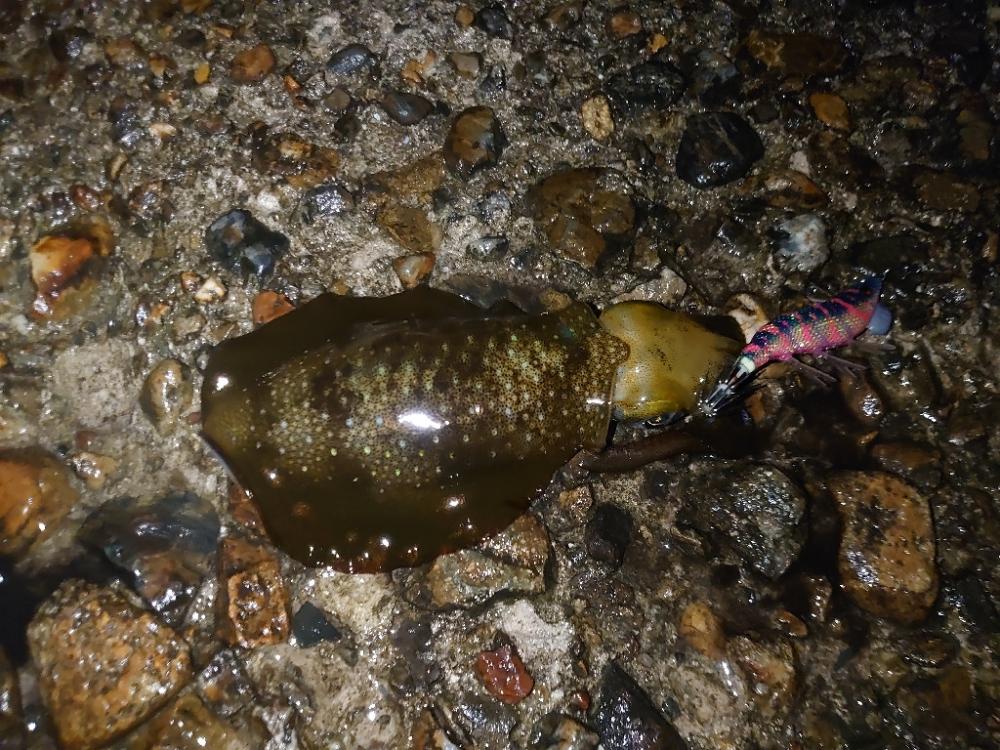 エギングリベンジ釣行