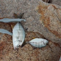 初場所にてキス釣り