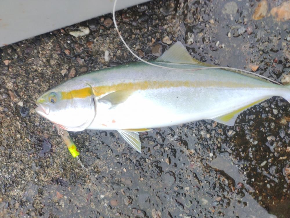 太刀魚、サワラ、ツバス